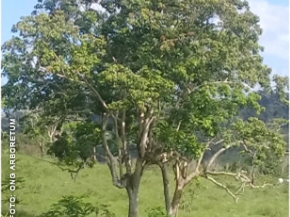 Árvore Boleira