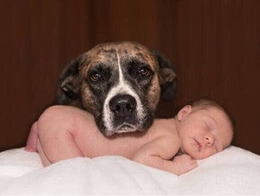 Um cachorro com a cabeça apoiada em um bebê que está deitado e dormindo