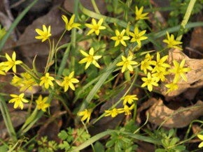 imagem de tribulus terrestris na natureza imagem de tribulus terrestris na natureza