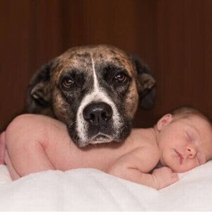 Um cachorro com a cabeça apoiada em um bebê que está deitado e dormindo