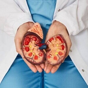 Profissional de saúde segurando um modelo anatômico de rins humanos, mostrando detalhes internos do órgão. Profissional de saúde segurando um modelo anatômico de rins humanos, mostrando detalhes internos do órgão.