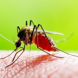 Detalhe de um mosquito pousado na superfície de uma pele