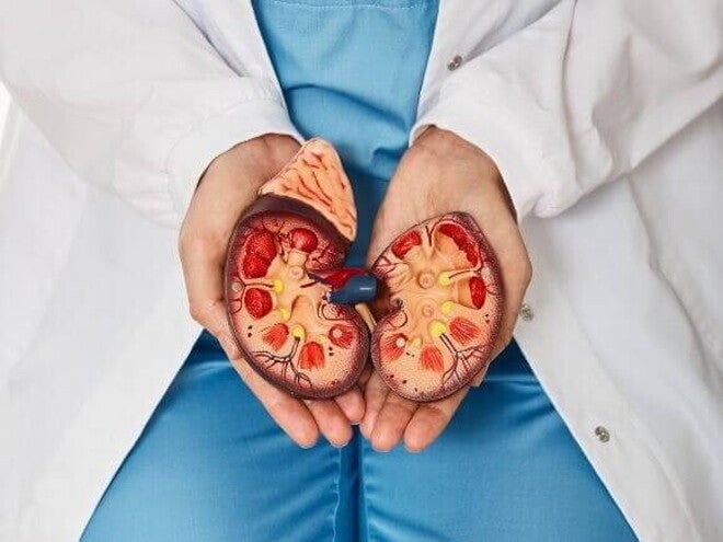 Profissional de saúde segurando um modelo anatômico de rins humanos, mostrando detalhes internos do órgão. Profissional de saúde segurando um modelo anatômico de rins humanos, mostrando detalhes internos do órgão.