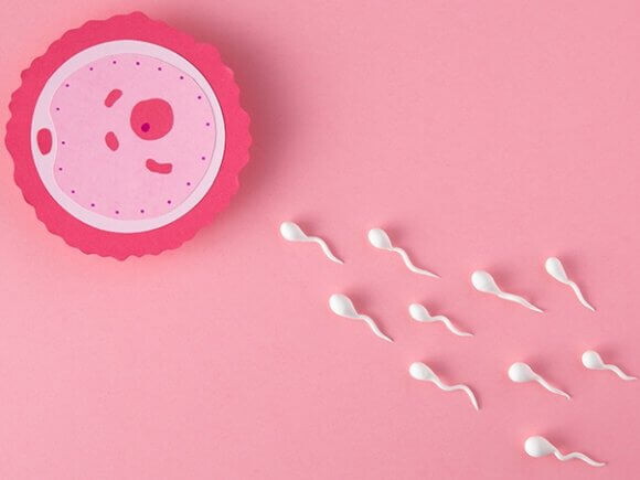 ilustração de espermatozoides em direção ao óvulo