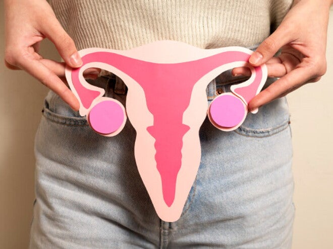 imagem ilustrativa do sistema reprodutor feminino imagem ilustrativa do sistema reprodutor feminino