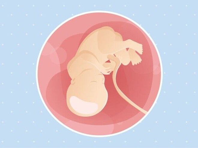 36ª Semana de Gravidez | Baby and Me Brasil 36ª Semana de Gravidez | Baby and Me Brasil