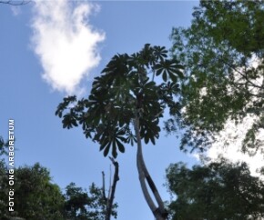 Árvore Embaúba