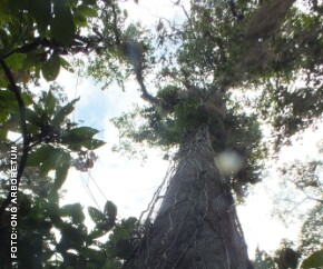Árvore Jatobá