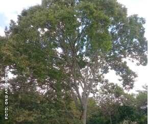 Árvore Sapucaia