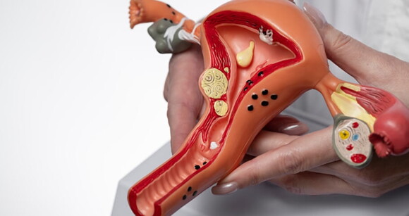 Uma pessoa segurando um modelo de órgão humano para estudo médico